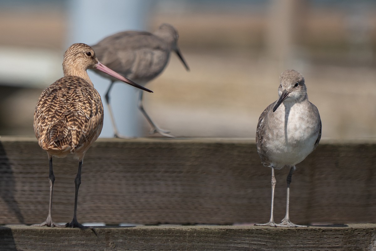 Marbled Godwit - ML619160291