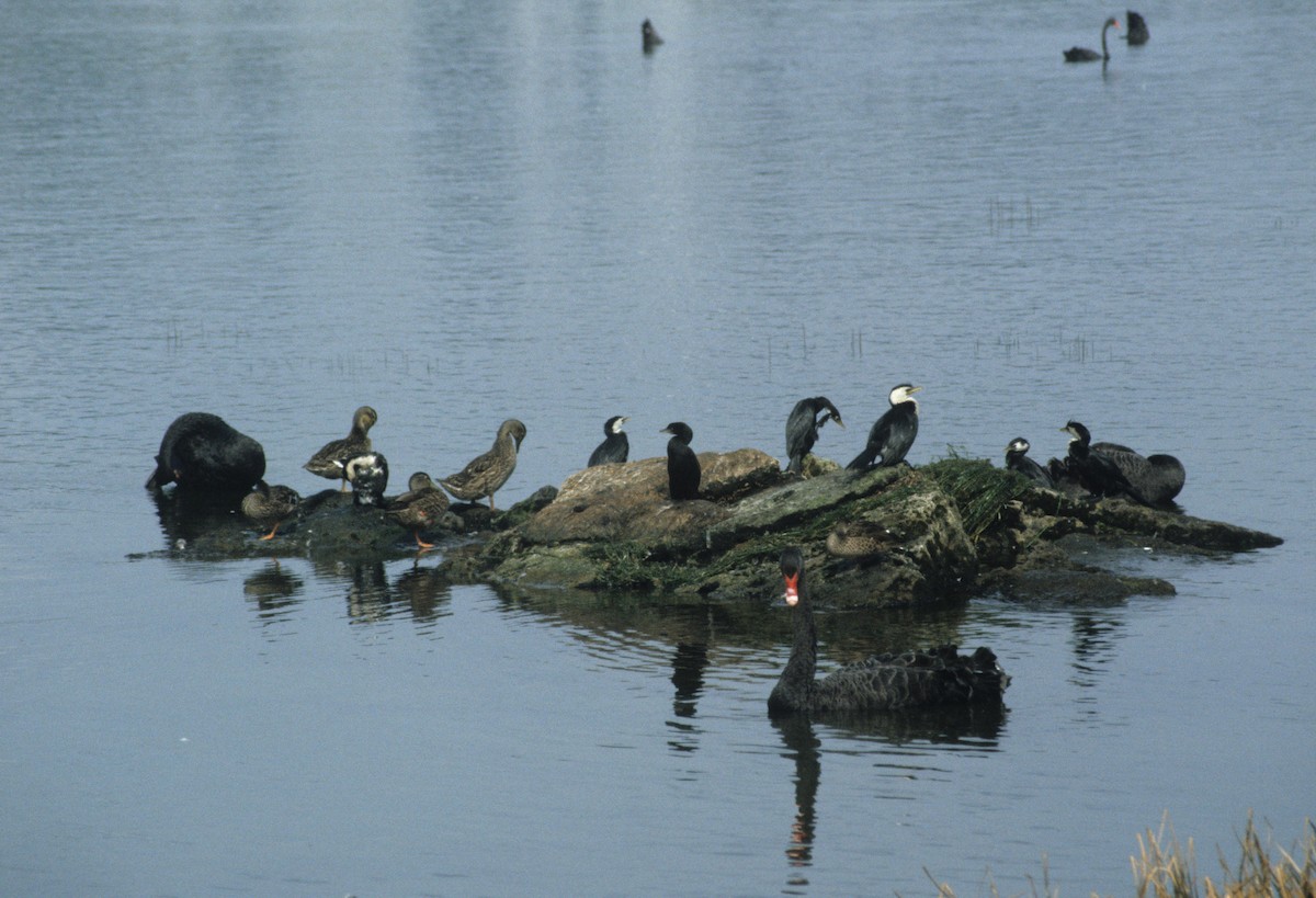 Black Swan - dan davis