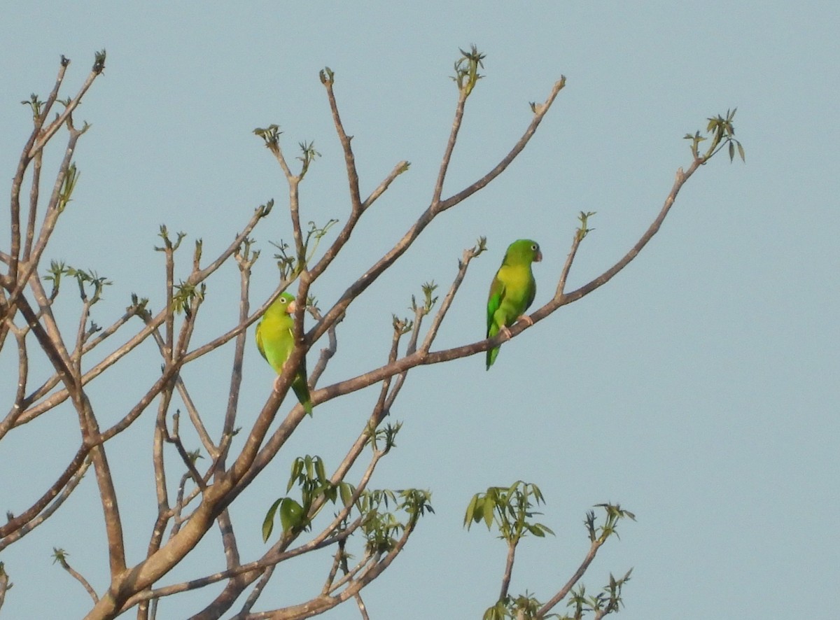 Orange-chinned Parakeet - Jose Fernando Sanchez O.