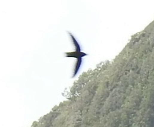 Black Swift - ML619160333