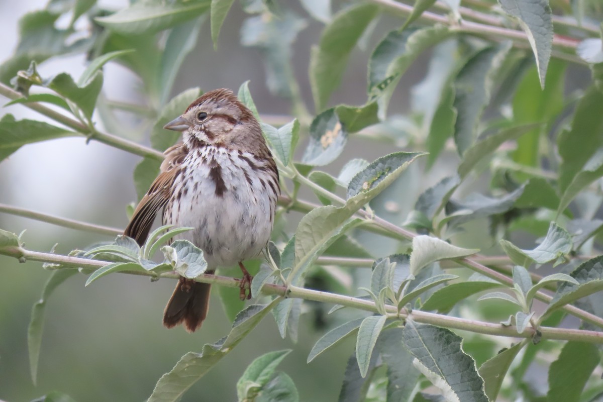 Song Sparrow - Becky Turley