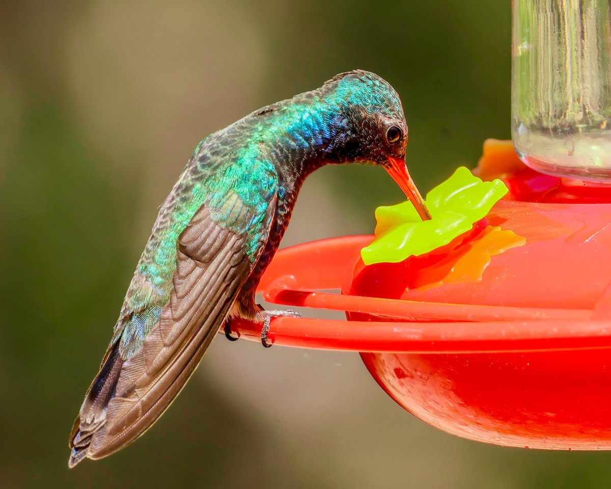 Broad-billed Hummingbird - Sue Smith