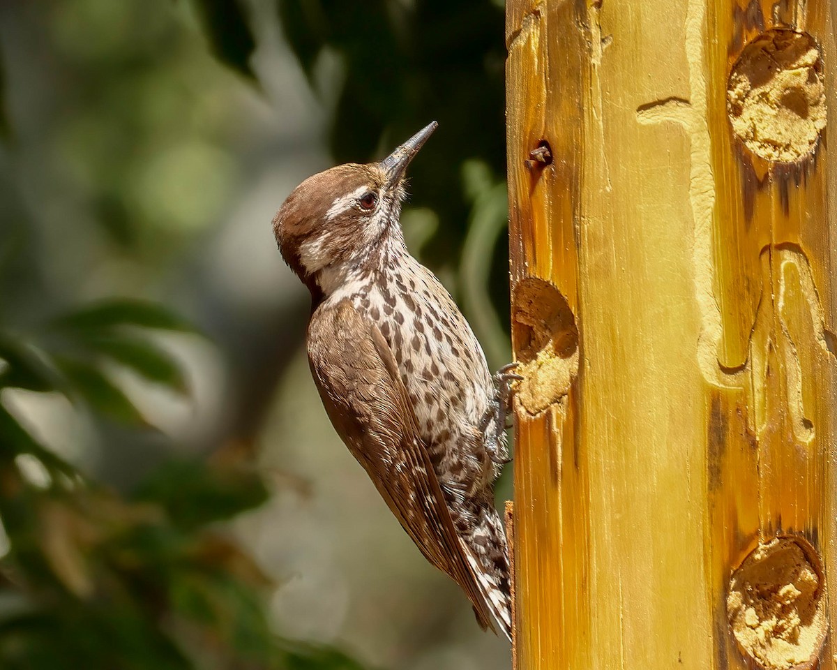 Arizona Woodpecker - Sue Smith