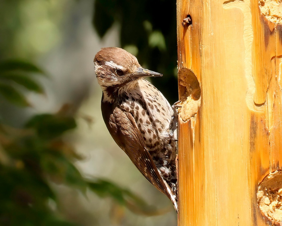 Arizona Woodpecker - Sue Smith
