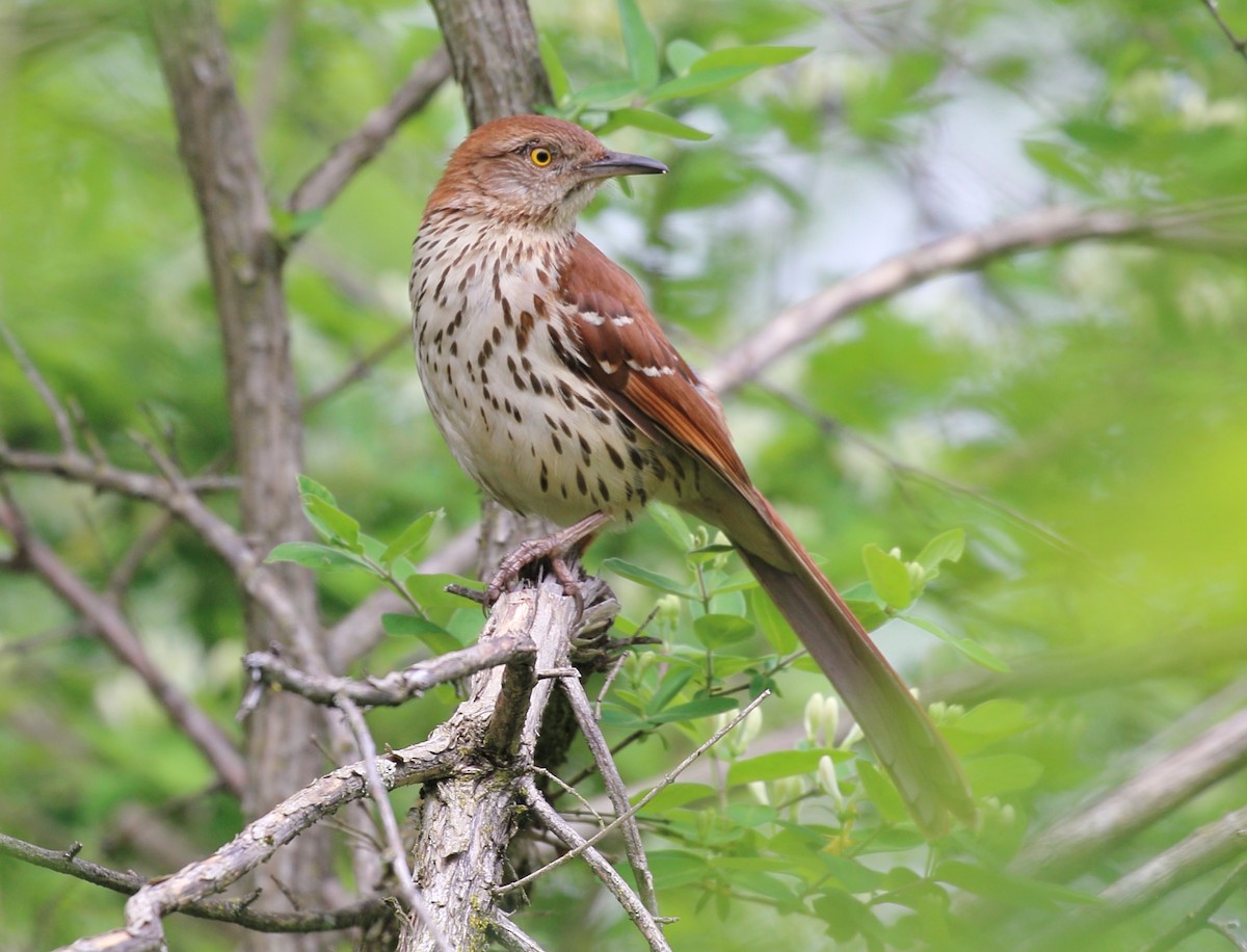 Brown Thrasher - ML619160352