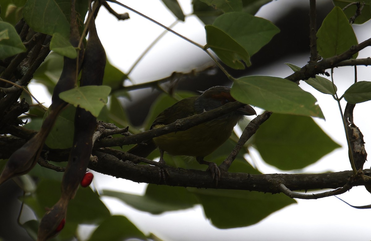 Rufous-browed Peppershrike - Luic Mateo