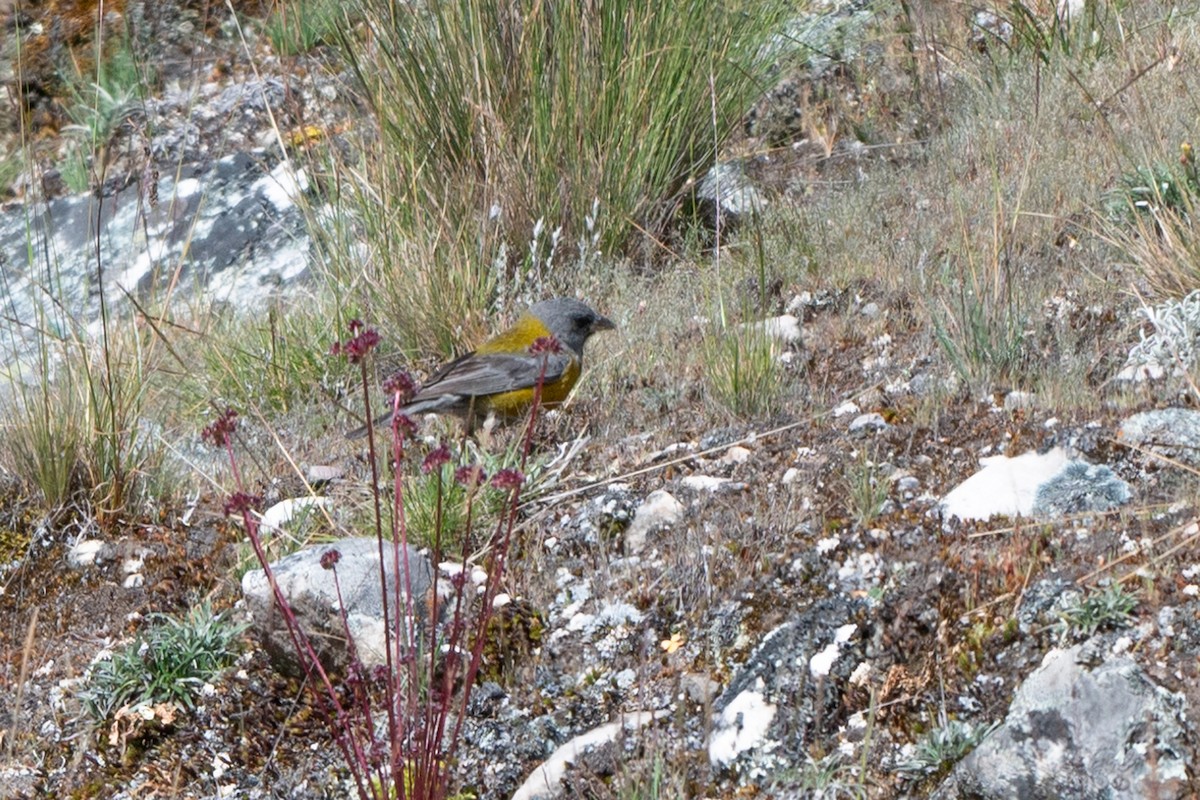 Peruvian Sierra Finch - Adrián Antonio Díaz