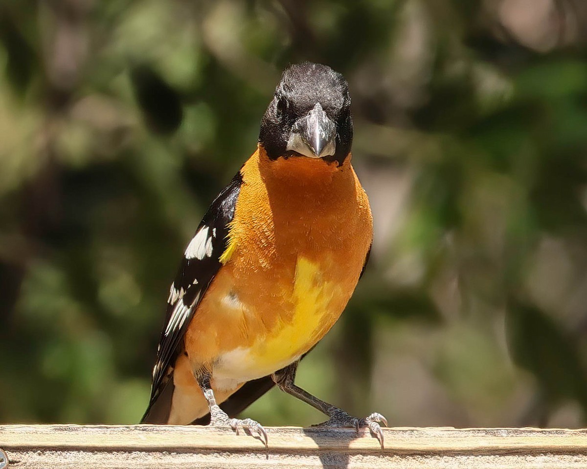 Black-headed Grosbeak - Sue Smith