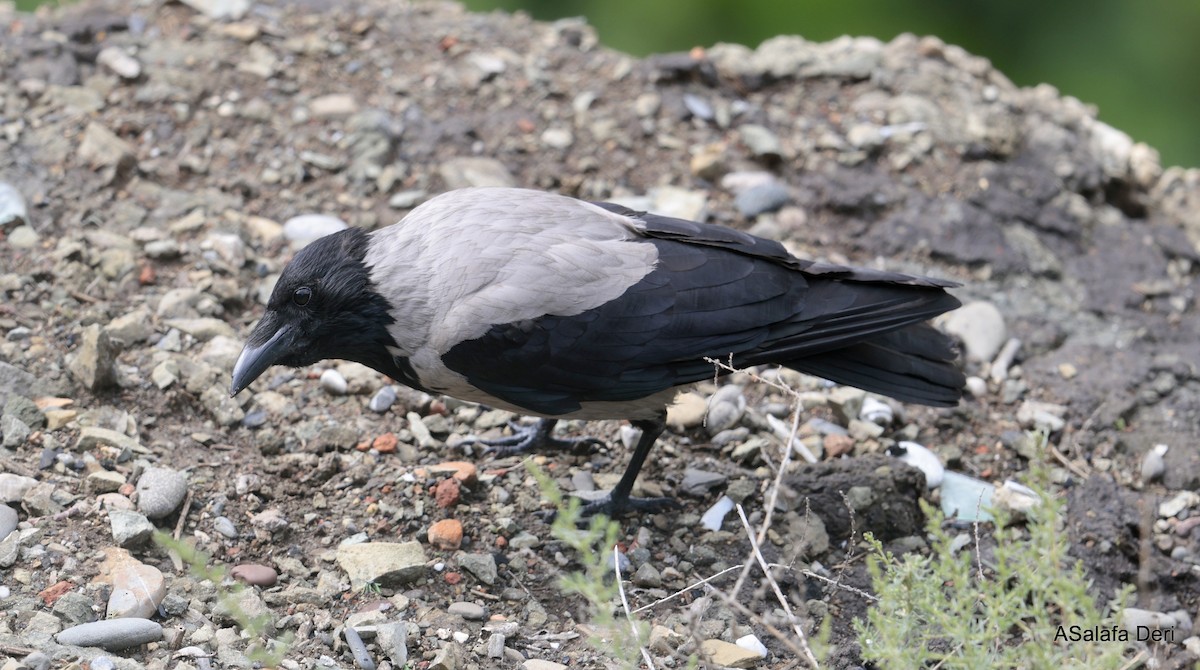 Hooded Crow (Hooded) - Fanis Theofanopoulos (ASalafa Deri)