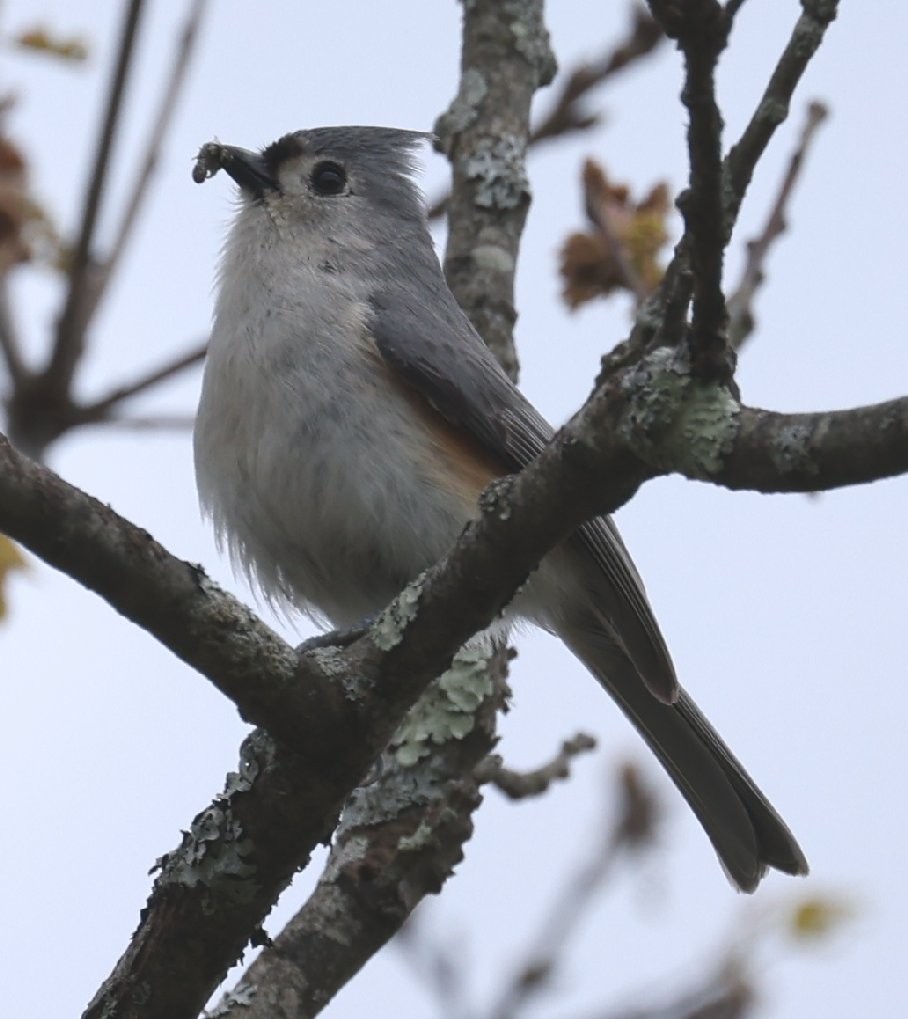 Tufted Titmouse - Wendy Howes