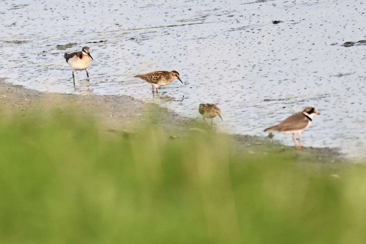 Semipalmated Plover - Michele Carnerie