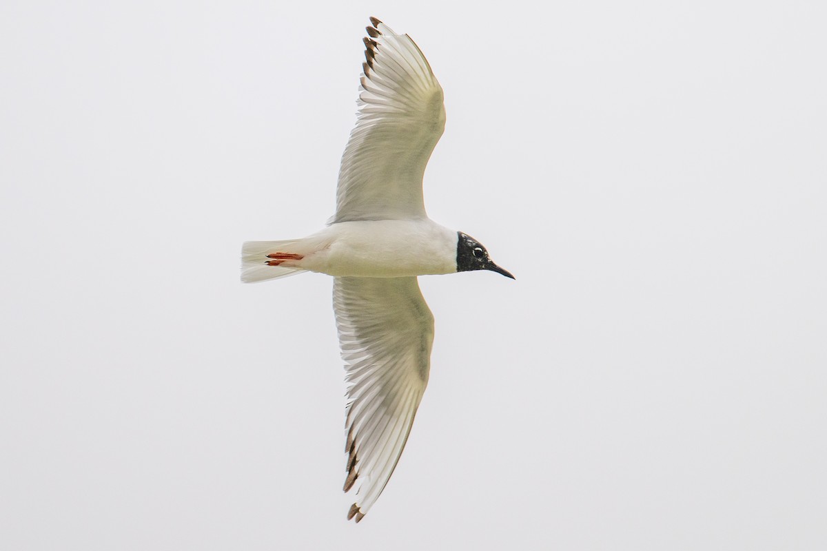 Bonaparte's Gull - Karen Kreiger