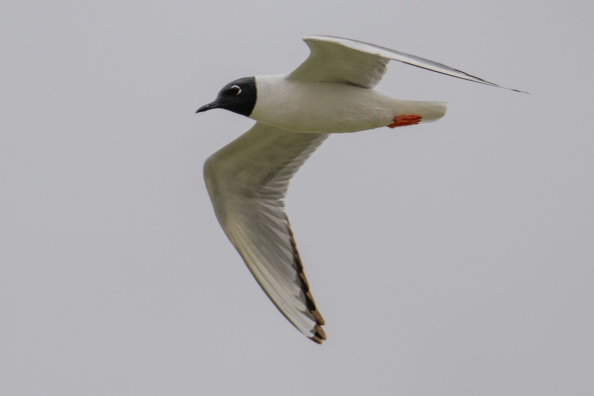 Bonaparte's Gull - Karen Kreiger