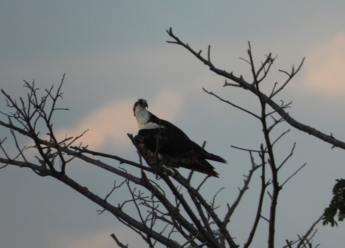 Osprey - Jose Fernando Sanchez O.