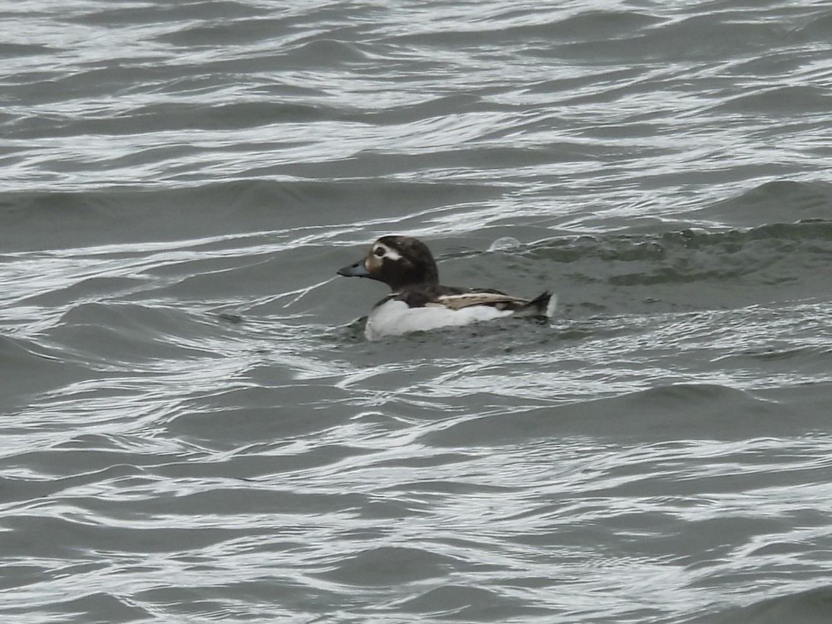 Long-tailed Duck - ML619160442