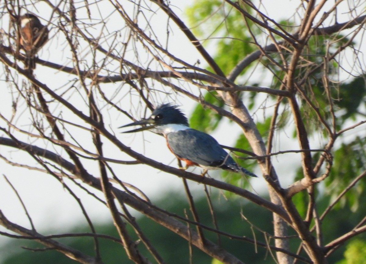 Ringed Kingfisher - Jose Fernando Sanchez O.