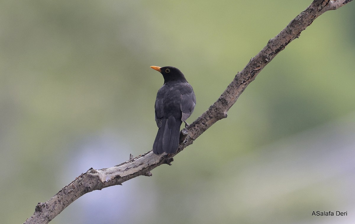 Eurasian Blackbird - Fanis Theofanopoulos (ASalafa Deri)