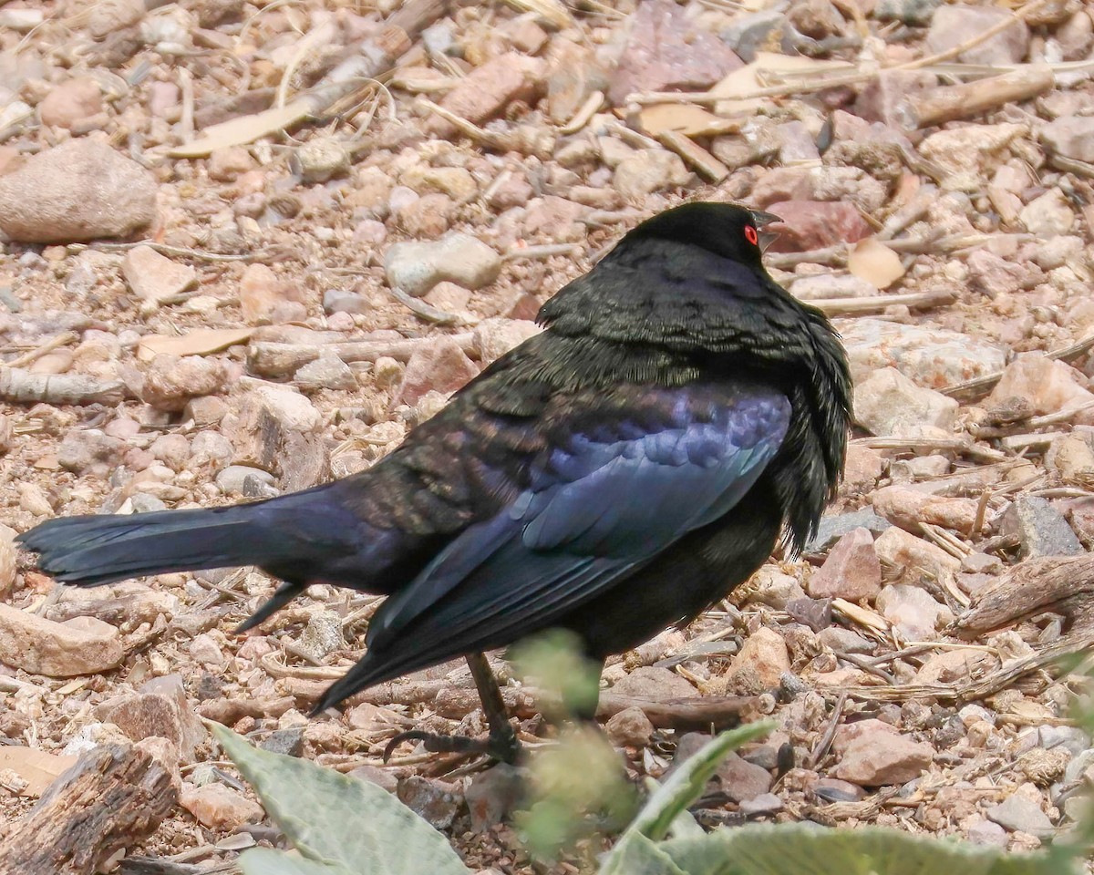 Bronzed Cowbird - Sue Smith