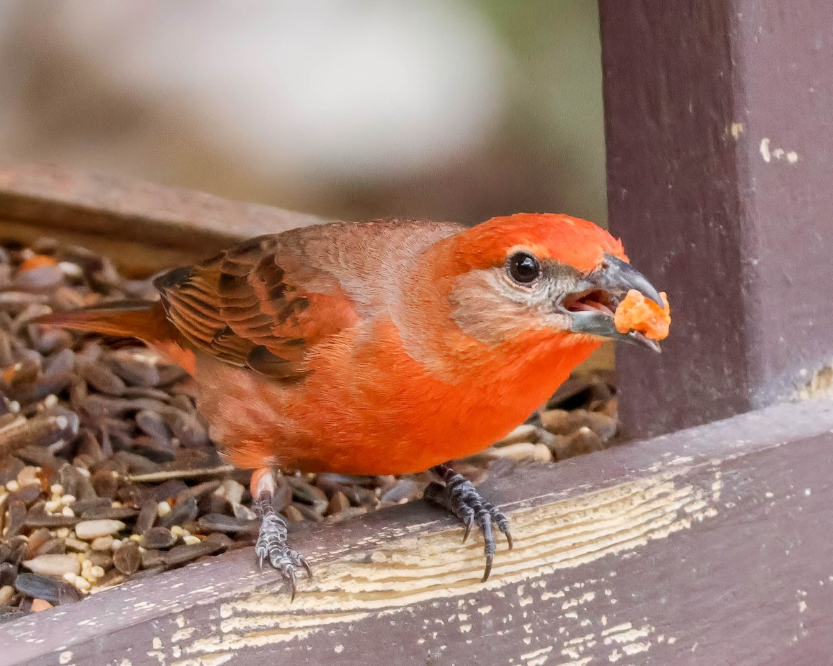 Hepatic Tanager - Sue Smith