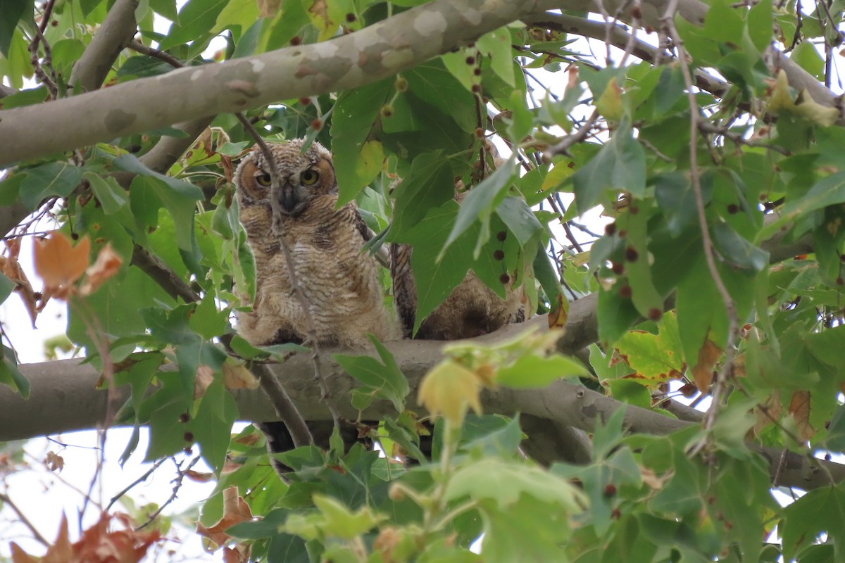 Great Horned Owl - Becky Turley