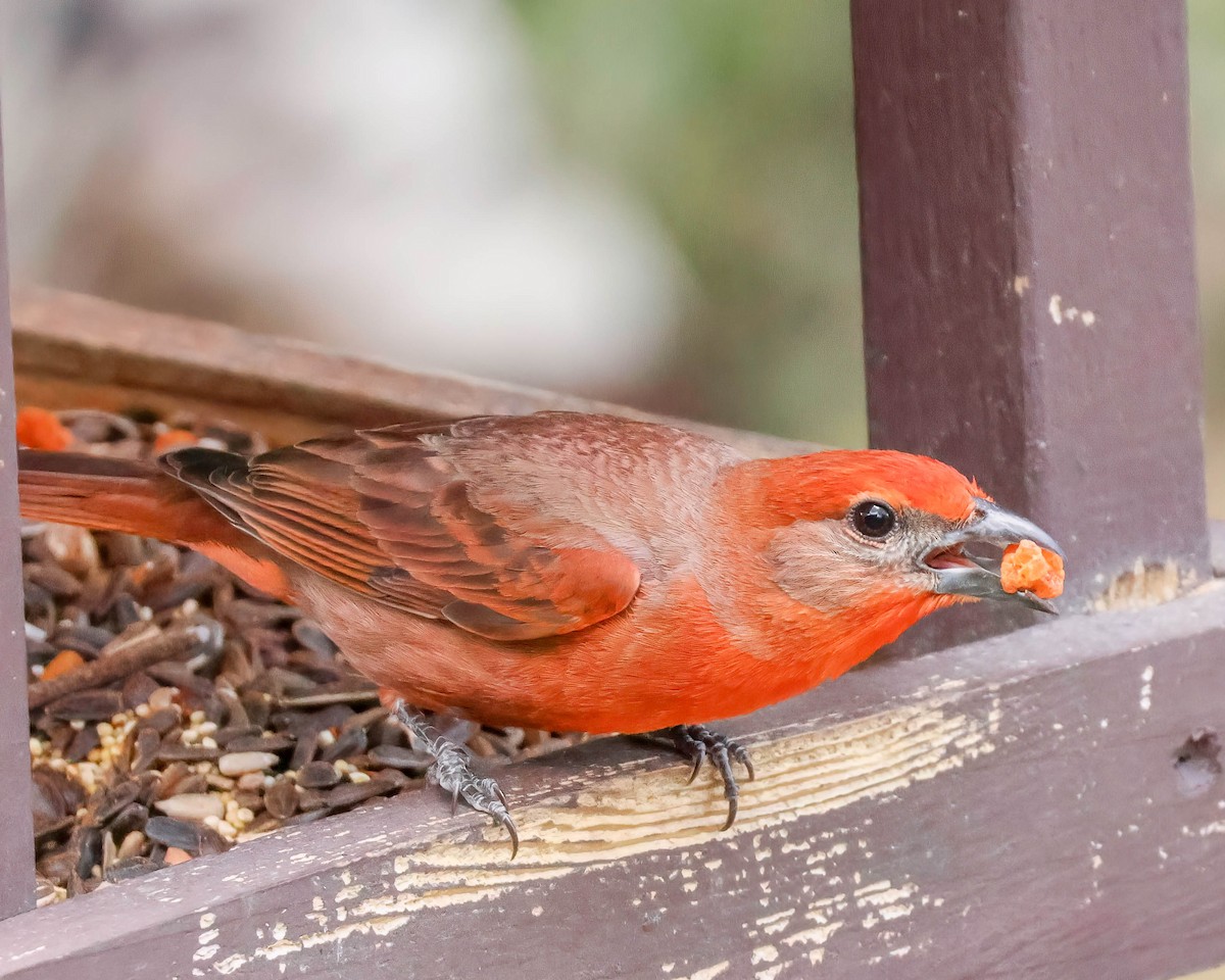 Hepatic Tanager - Sue Smith