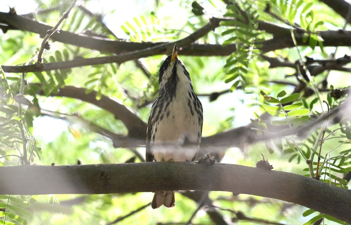 Blackpoll Warbler - Ryan O'Donnell