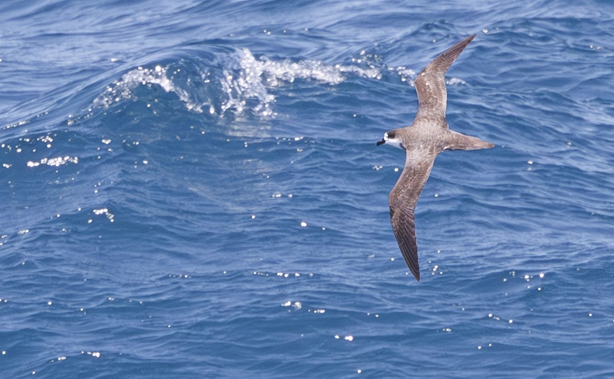 Hawaiian Petrel - Jason Vassallo