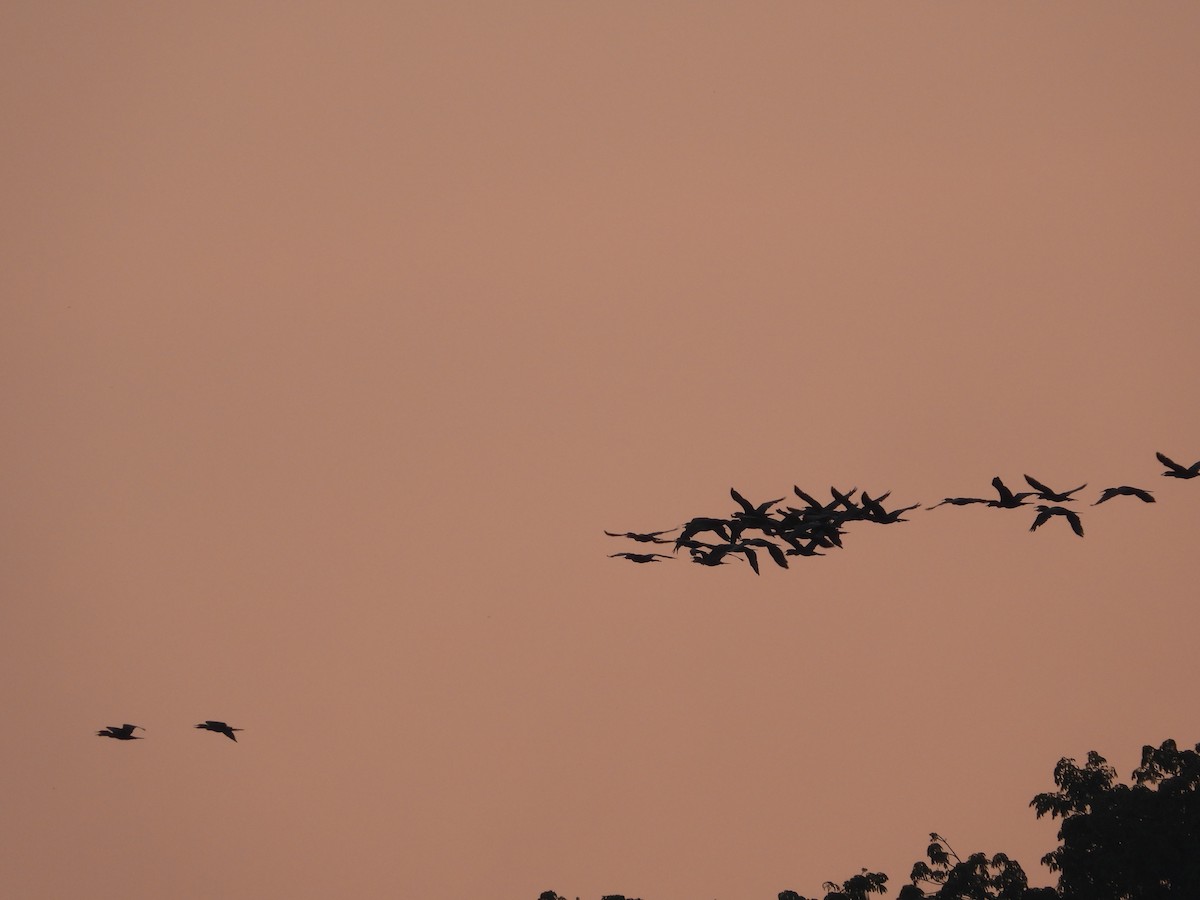 Neotropic Cormorant - Jose Fernando Sanchez O.