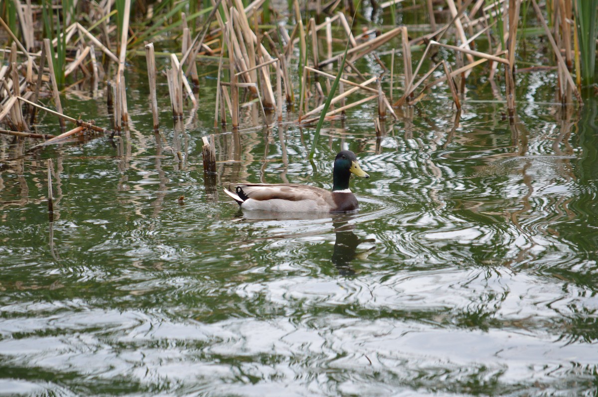 Mallard - Justin Hageman