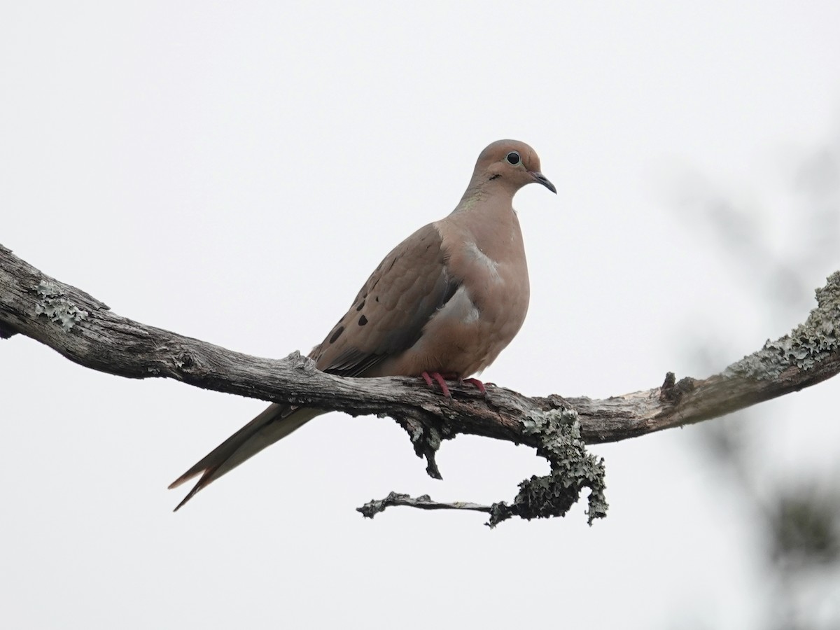 Mourning Dove - Barry Reed