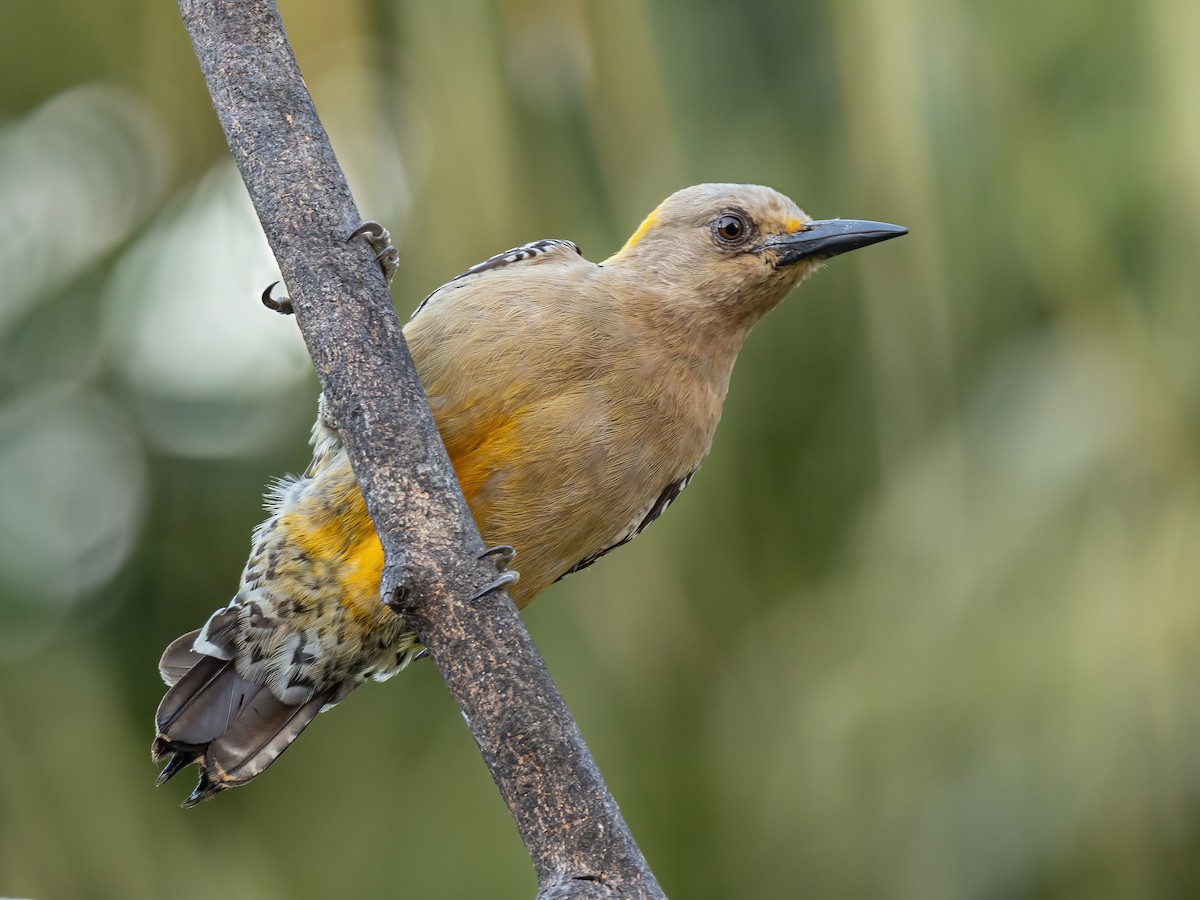 Carpintero de Hoffmann - ML619160494