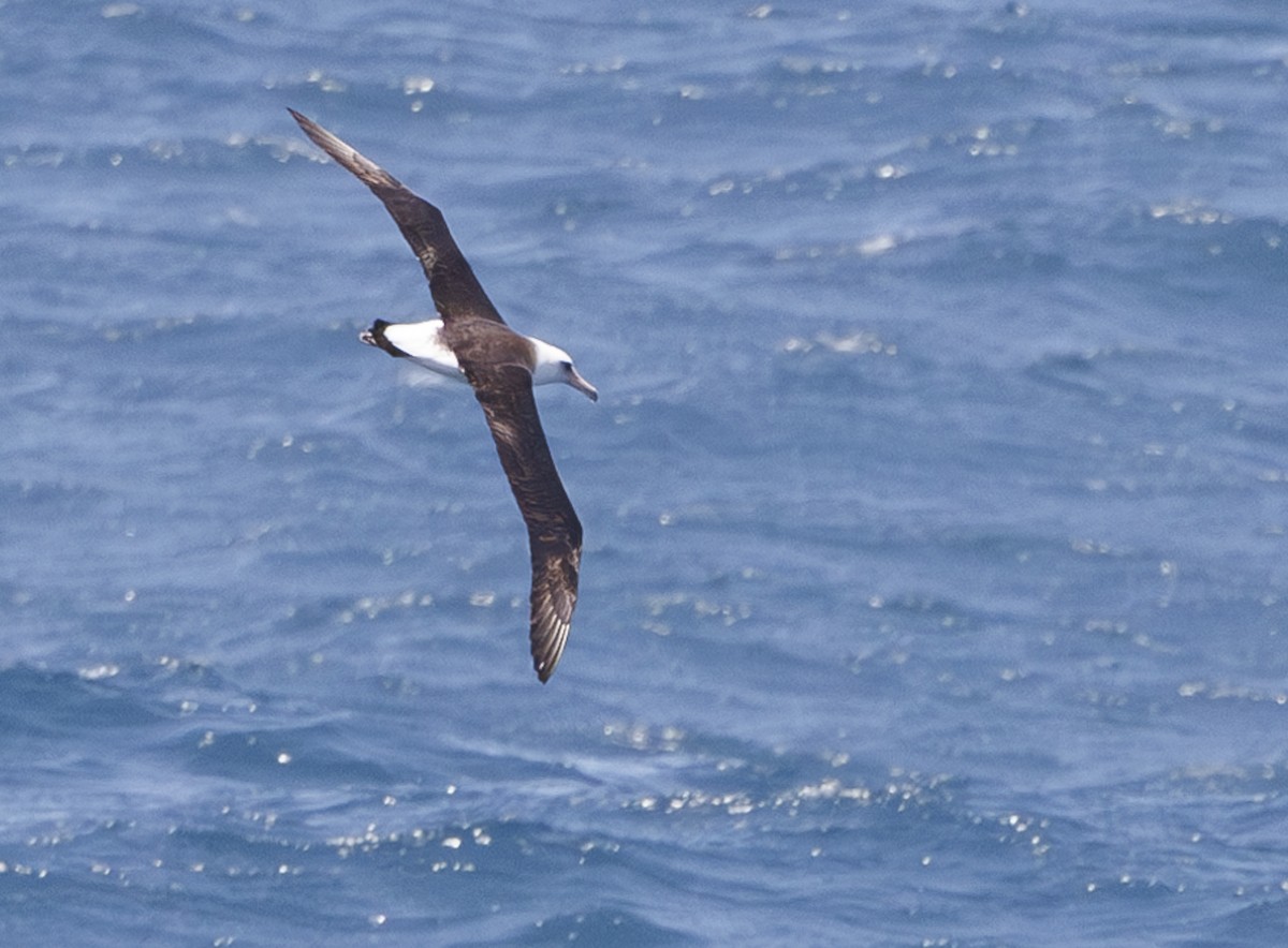 Laysan Albatross - Jason Vassallo