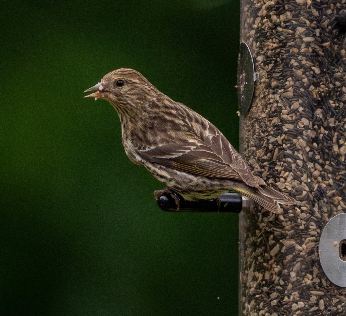 Pine Siskin - ML619160510