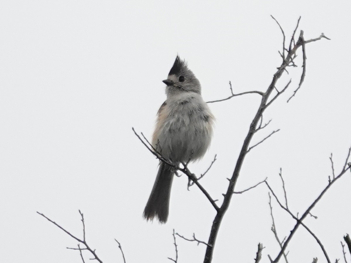 Black-crested Titmouse - Barry Reed