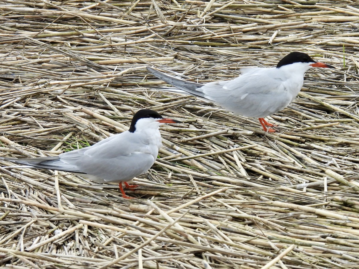 Common Tern - Pat  Lueders