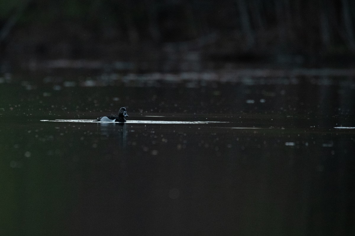 Ring-necked Duck - Philippe Hénault