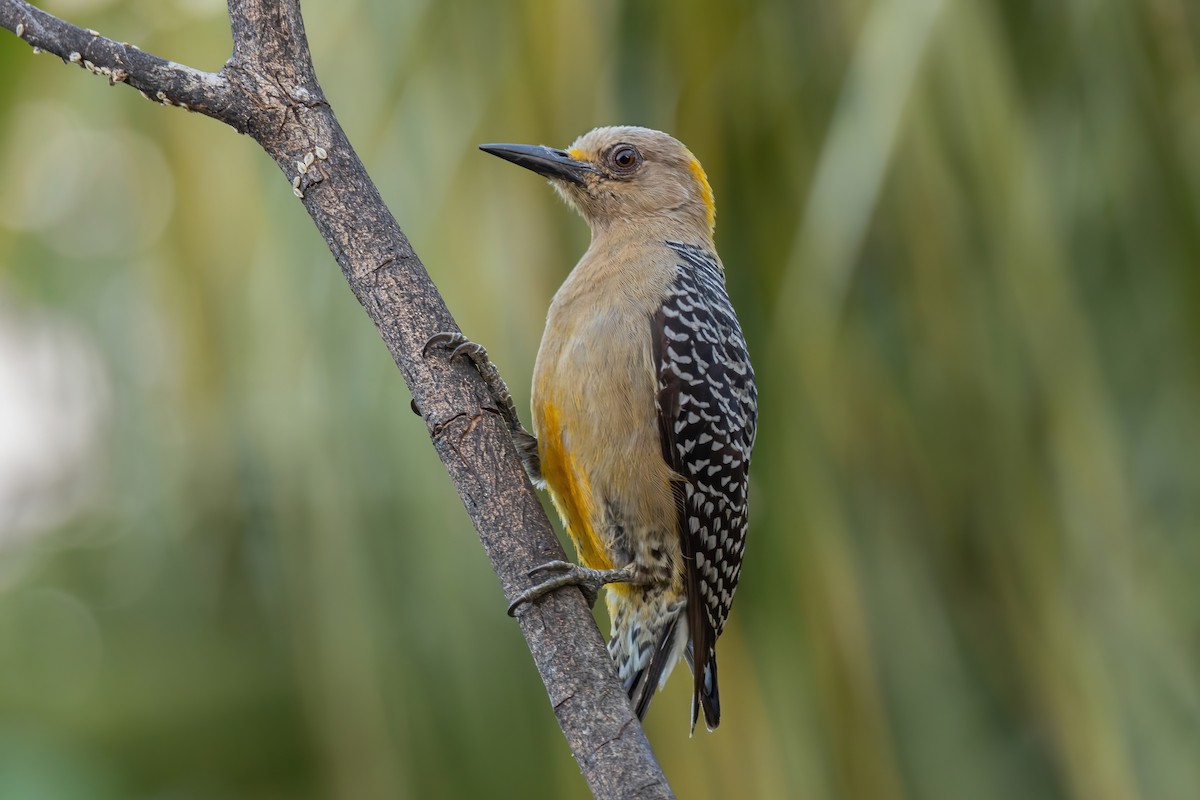 Hoffmann's Woodpecker - Scott Coupland