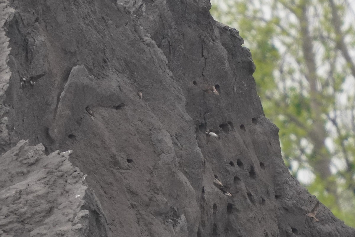 Bank Swallow - Réal Boulet 🦆