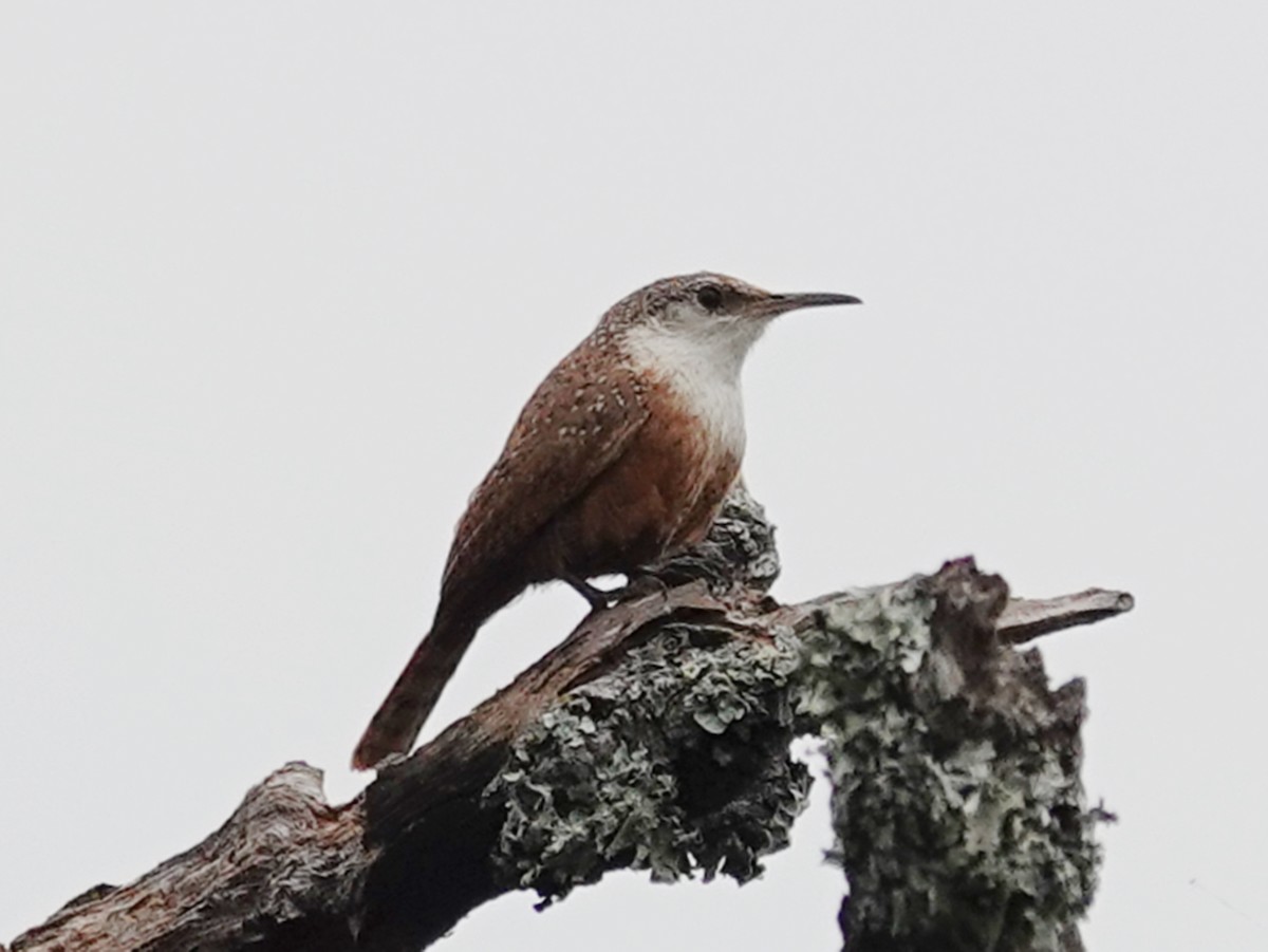 Canyon Wren - Barry Reed