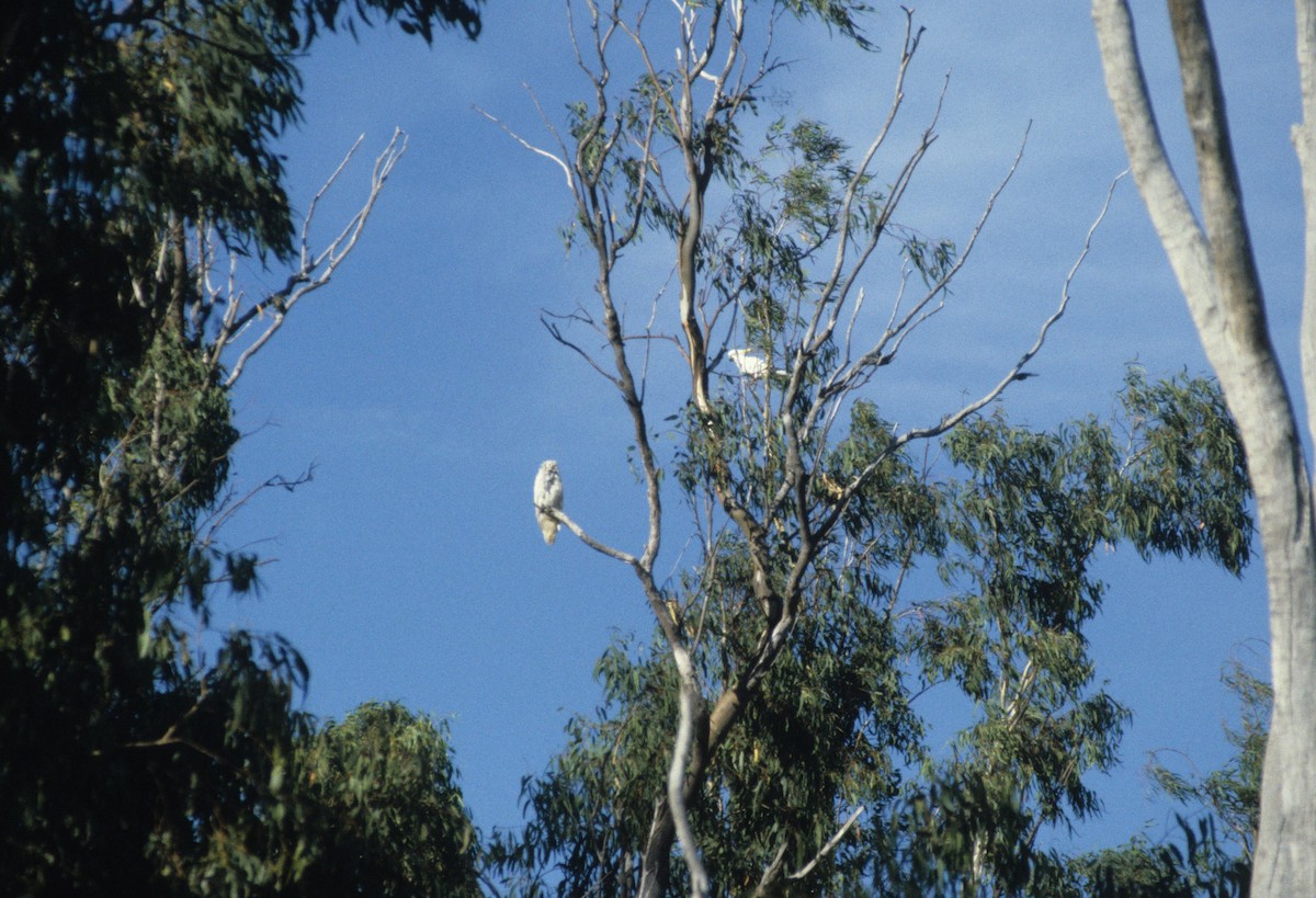 Sulphur-crested Cockatoo - dan davis