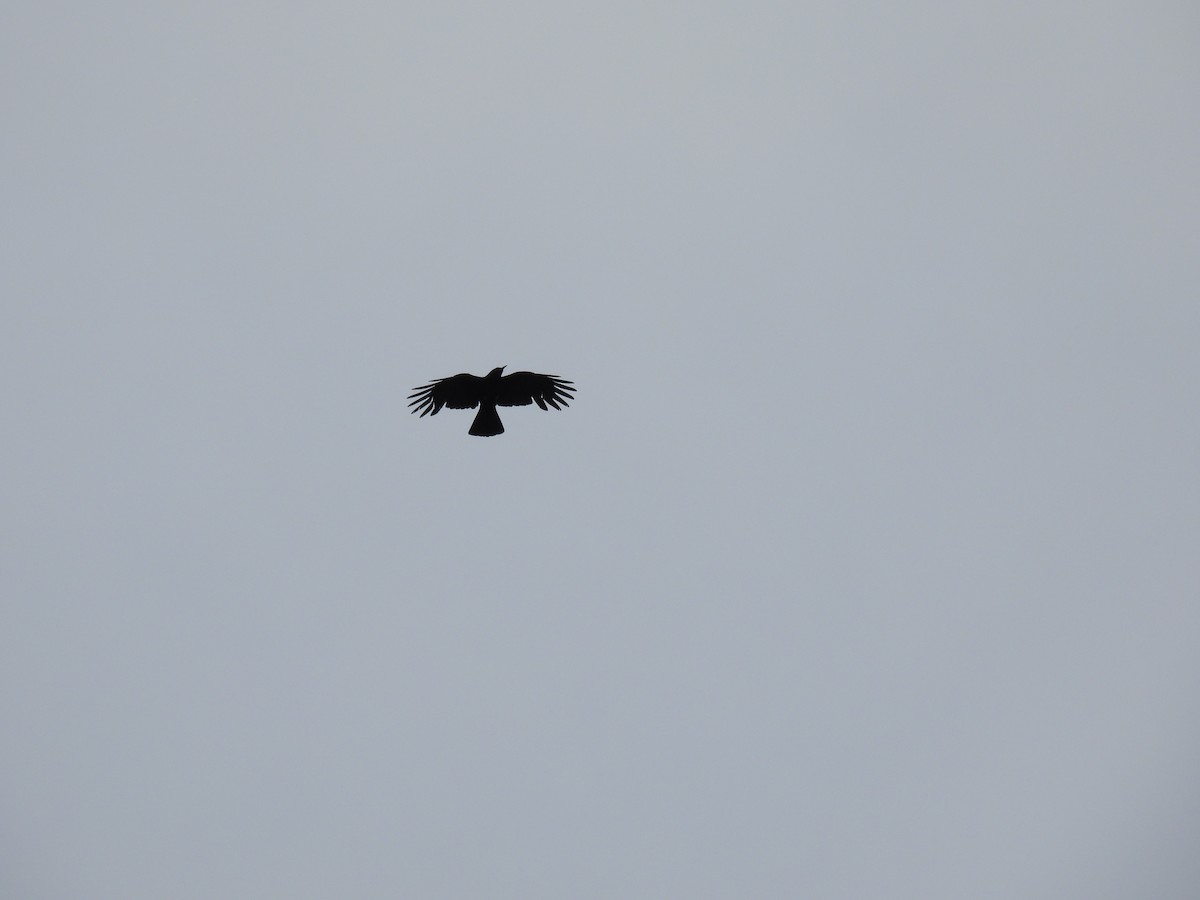 Red-billed Chough - ML619160555