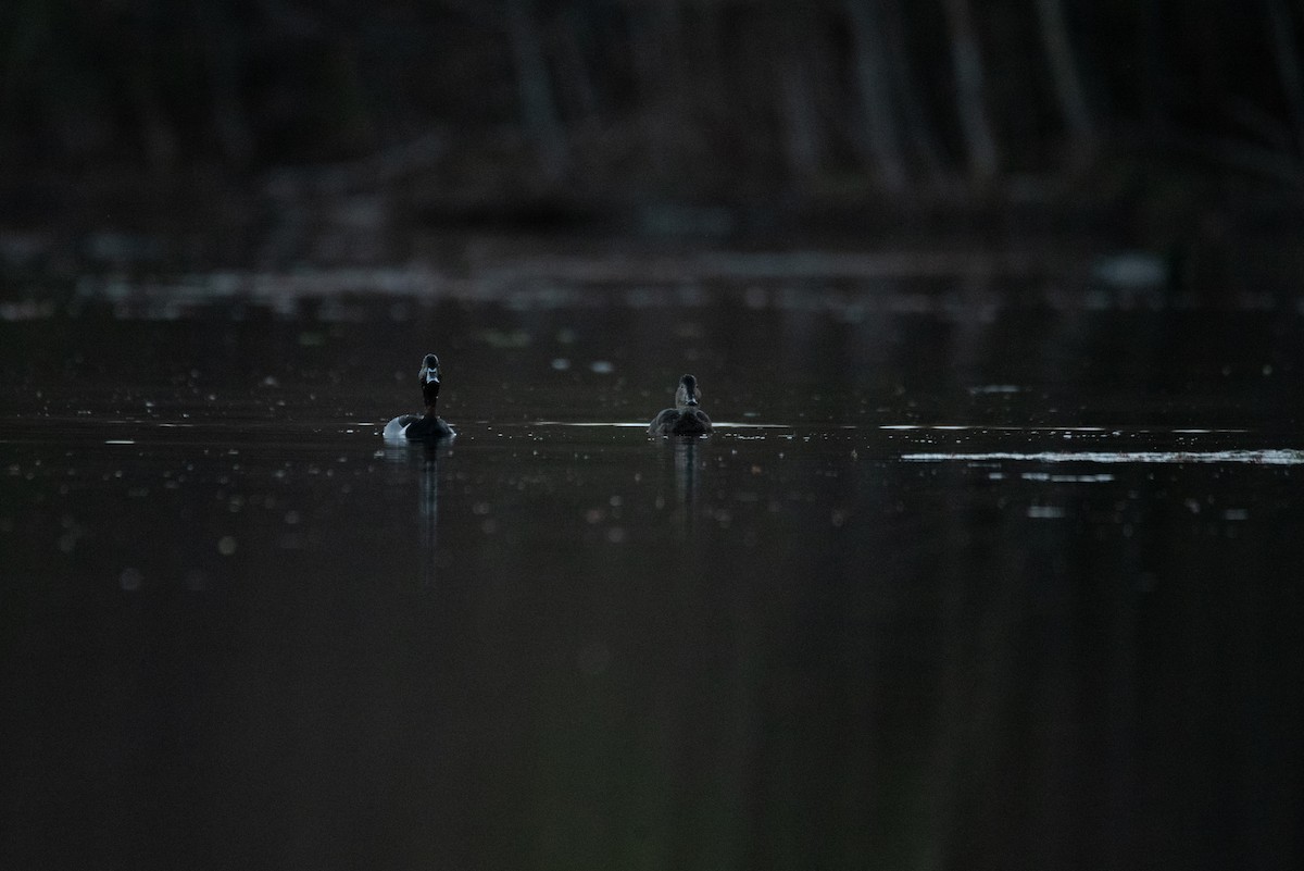 Ring-necked Duck - Philippe Hénault