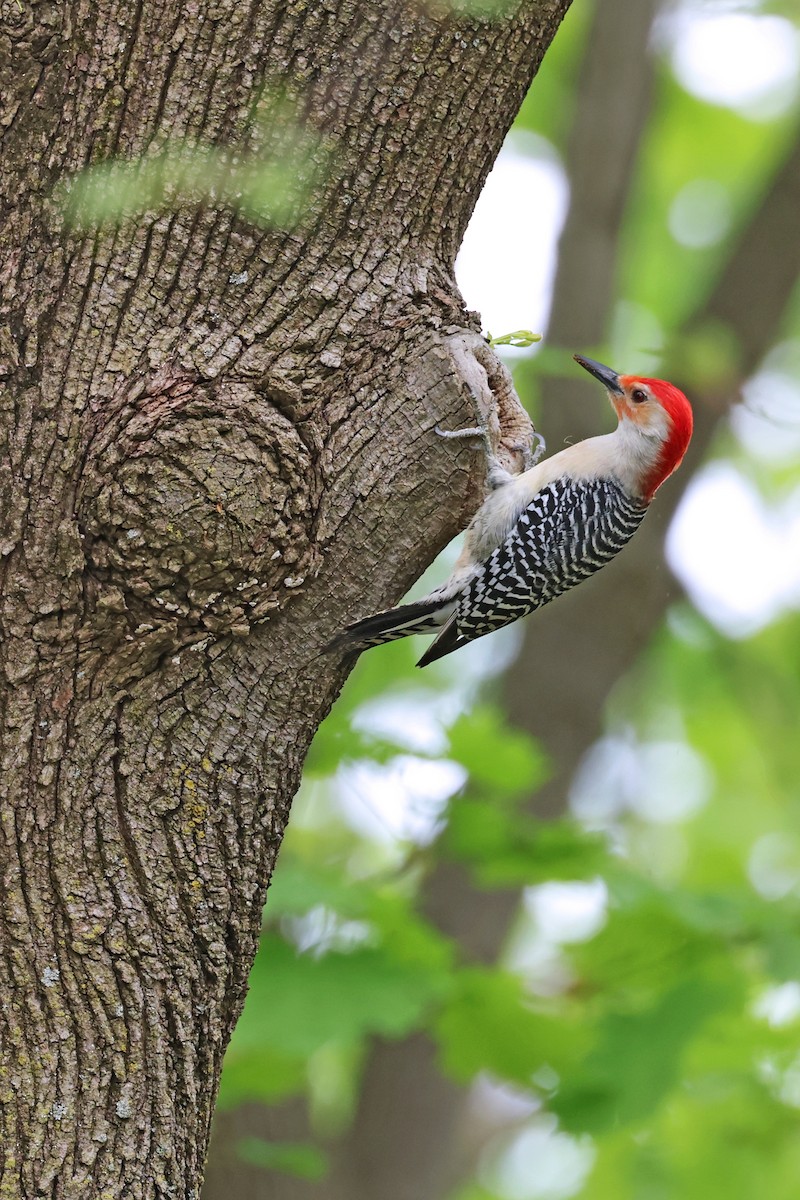 Red-bellied Woodpecker - Nathan Wall