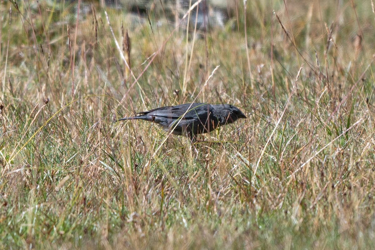 Plumbeous Sierra Finch - Adrián Antonio Díaz