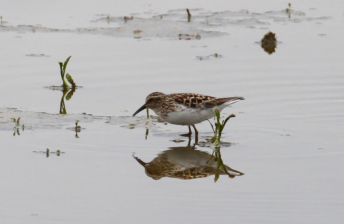 Least Sandpiper - Scott Watson