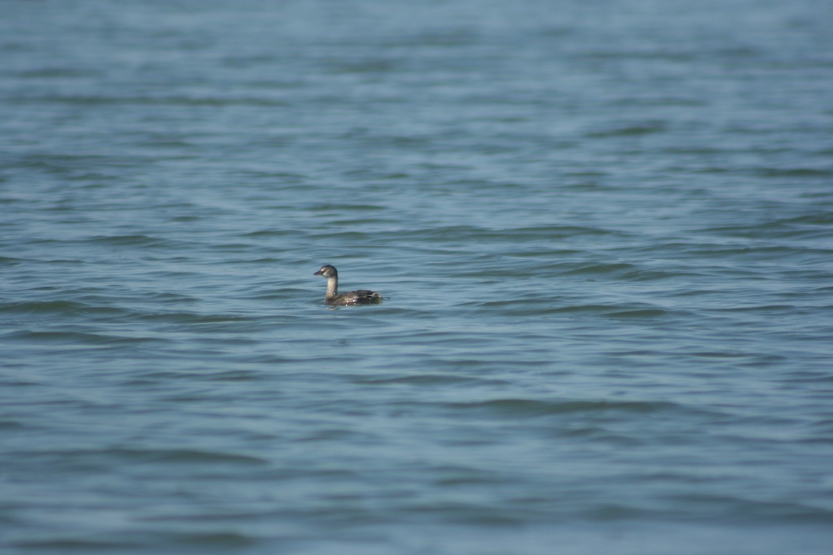 Least Grebe - ML619160582