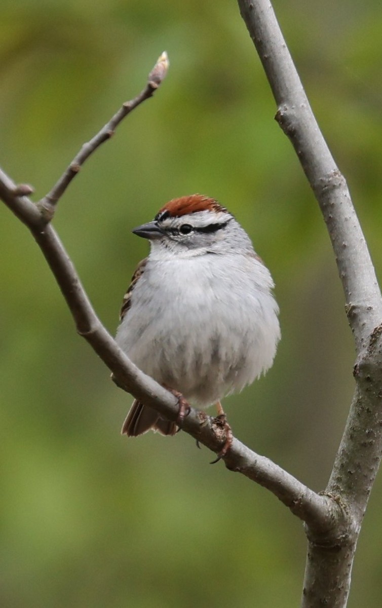 Chipping Sparrow - Wendy Howes