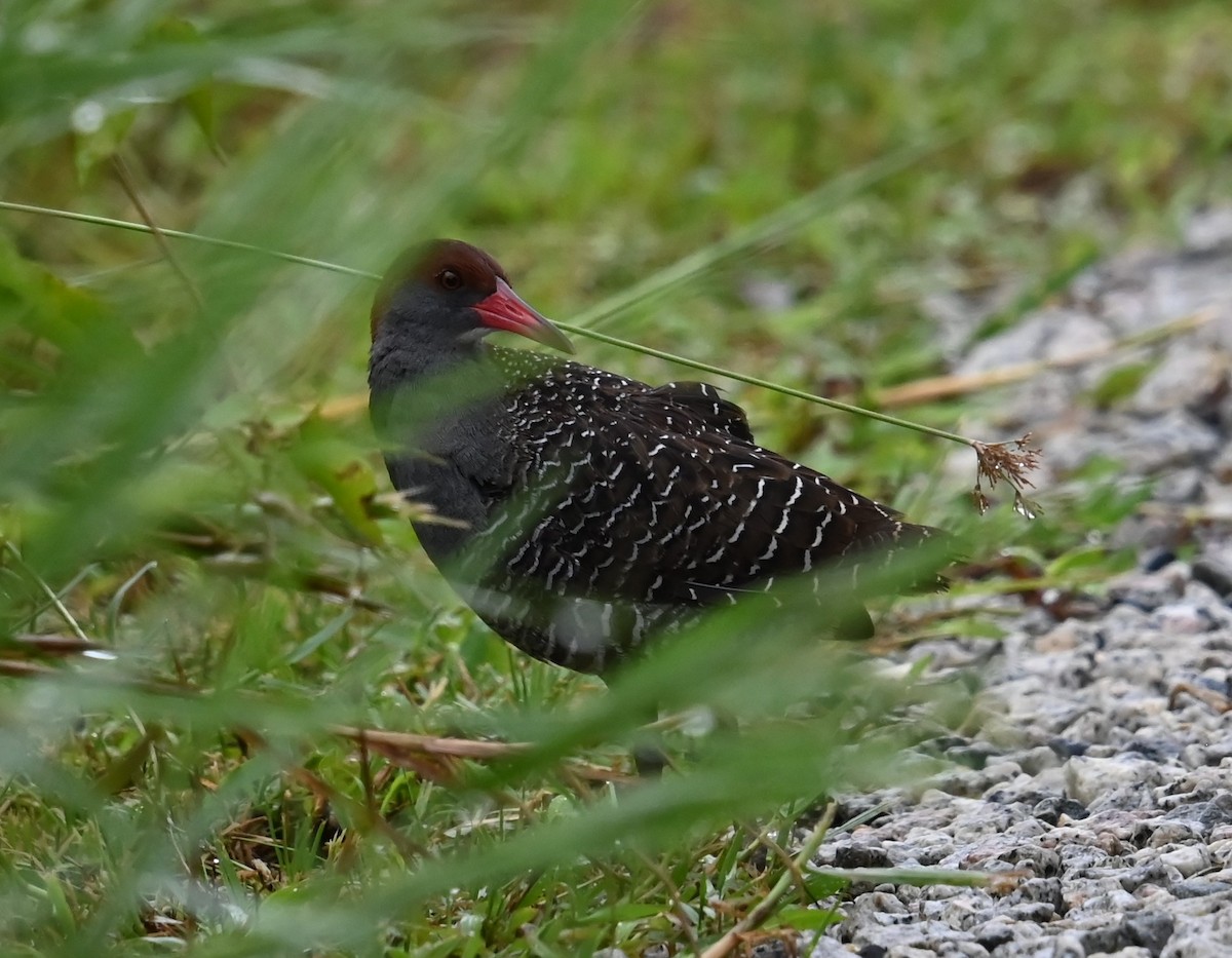 Slaty-breasted Rail - ML619160598