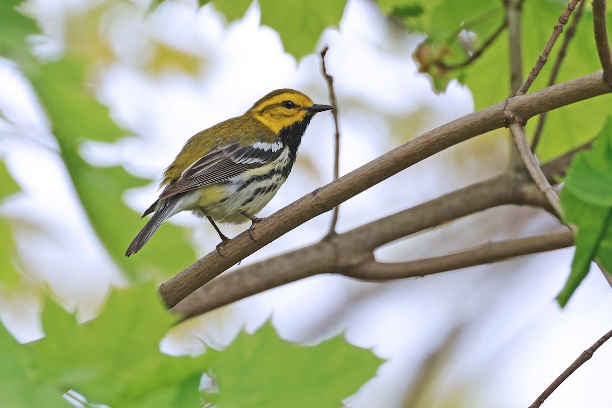 Black-throated Green Warbler - Nathan Wall