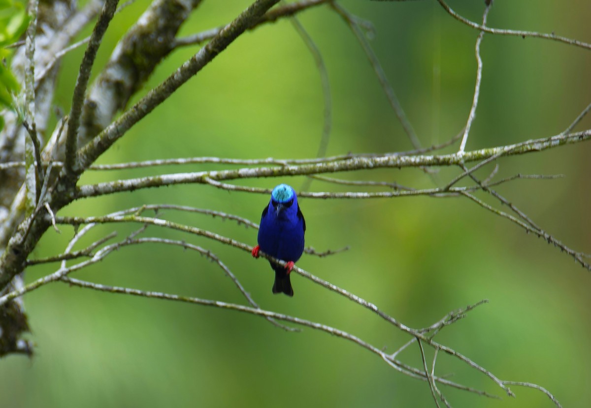 Red-legged Honeycreeper - Luic Mateo